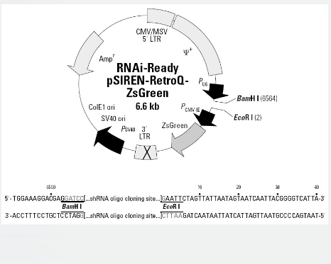 RNAi-Ready pSIREN-RetroQ-ZsGreen