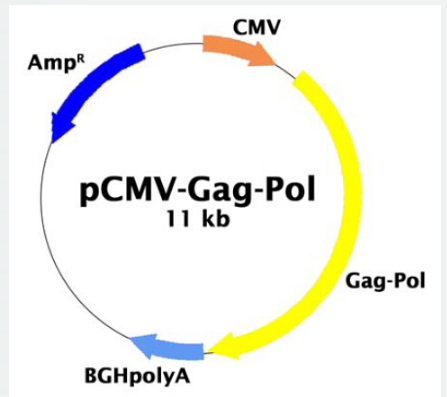 pCMV-Gag-pol