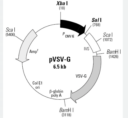 pVSV-G