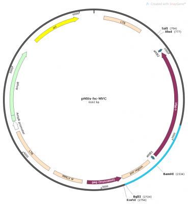 pMXs-hC-Myc