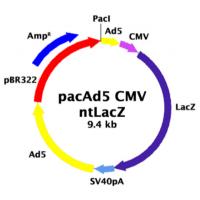 pacAd5 CMV-nt LacZ Control