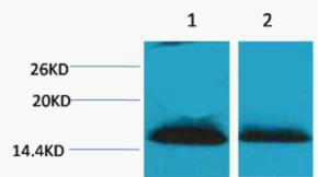 Histone H1 Di Methyl Lys25 Polyclonal Antibody