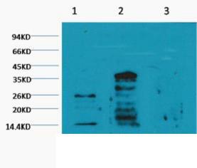 Histone H3 Mono Methyl Lys79 Monoclonal Antibody4C9