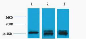 Histone H3 Mono Methyl Lys9 Polyclonal Antibody