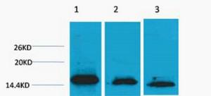 Histone H3 Di Methyl Lys36 Polyclonal Antibody