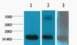 Histone H3 Di Methyl Lys79 Monoclonal Antibody3G6