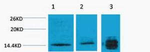 Histone H3 Tri Methyl Lys4 Polyclonal Antibody