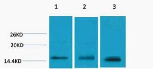 Histone H3 Tri Methyl Lys79 Polyclonal Antibody