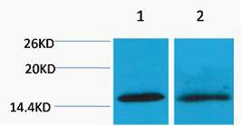 Histone H4 Di Methyl Lys20 Polyclonal Antibody