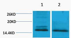 Histone H4 Di Methyl Lys59 Polyclonal Antibody