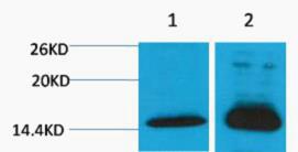 Histone H4 Di Methyl Lys79 Polyclonal Antibody