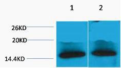 Histone H4 Tri Methyl Lys79 Polyclonal Antibody