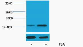 Histone H2A Acetyl Lys15 Polyclonal Antibody