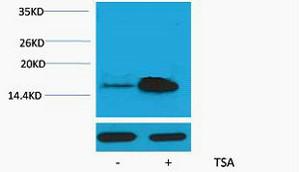 Histone H2A Acetyl Lys5 Polyclonal Antibody