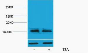 Histone H2A.X Acetyl Lys5 Polyclonal Antibody