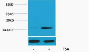 Histone H2B Acetyl Lys20 Polyclonal Antibody