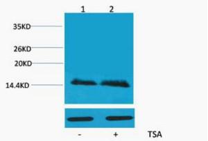 Histone H2B Acetyl Lys5 Polyclonal Antibody