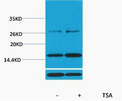 Histone H3 Acetyl Lys14 Polyclonal Antibody