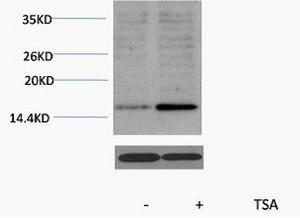 Histone H3 Acetyl Lys18 Polyclonal Antibody