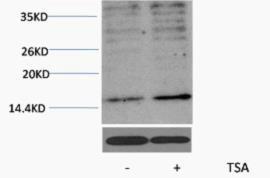 Histone H3 Acetyl Lys23 Polyclonal Antibody