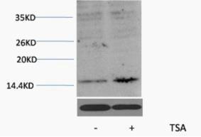 Histone H3 Acetyl Lys27 Polyclonal Antibody