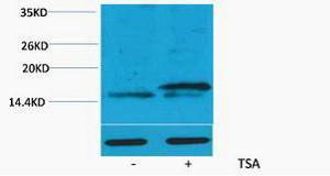 Histone H3 Acetyl Lys36 Polyclonal Antibody