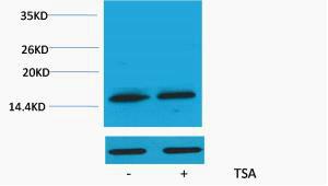 Histone H3 Acetyl Lys79 Polyclonal Antibody