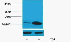 Histone H4 Acetyl Lys12 Polyclonal Antibody