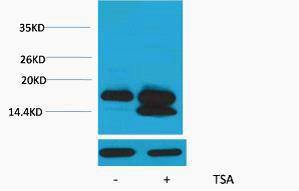 Histone H4 Acetyl Lys5 Polyclonal Antibody