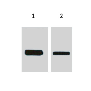 Flag-Tag Mouse mAb