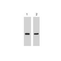 GFP-Tag Mouse mAb