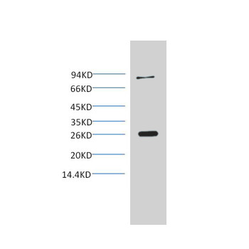 GST-Tag Mouse mAb