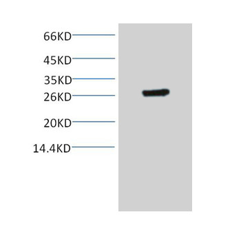 GST-Tag Mouse mAb