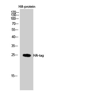 HA-Tag Rabbit pAb