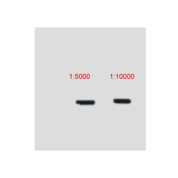 V5-Tag Mouse mAb