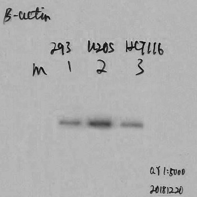 β-actin Monoclonal Antibody