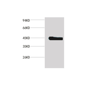 β-actin Mouse mAb