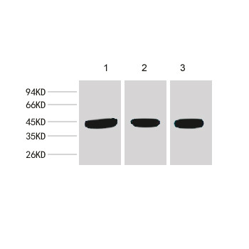 β-actin Mouse mAb