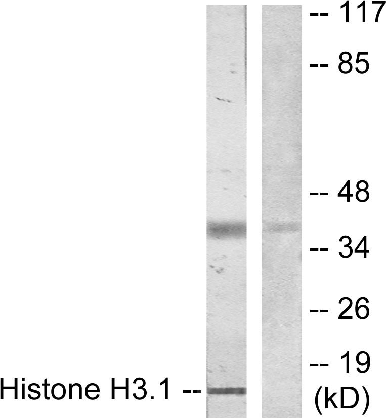 Histone H3 Rabbit pAb