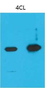 Nano-Tag9 Monoclonal Antibody4B7