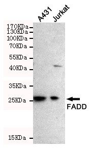 FADD Mouse Monoclonal Antibody