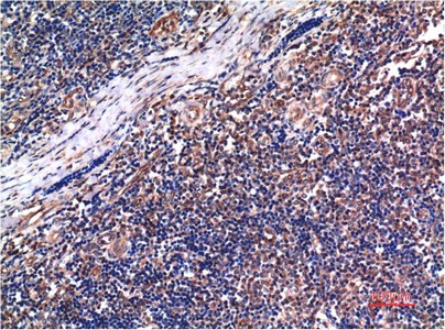 Cyclin B1 Mouse Monoclonal Antibody5C1