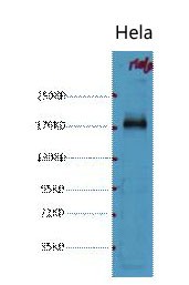 EGFR Monoclonal Antibody1B10