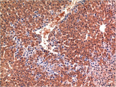 Caspase-3 Mouse Monoclonal Antibody4B8