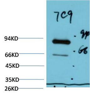 Luciferase Mouse Monoclonal Antibody7C9