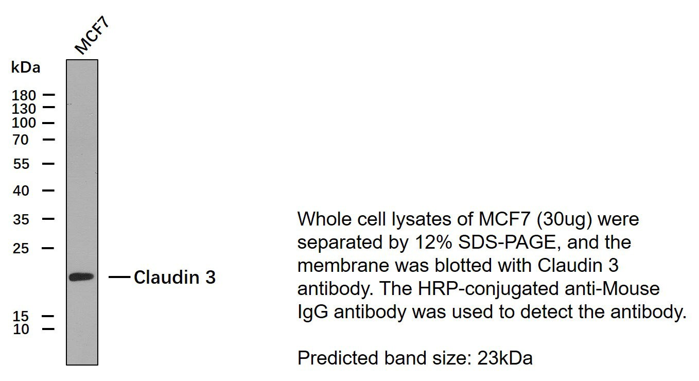 Claudin 3 Monoclonal Antibody PT0111