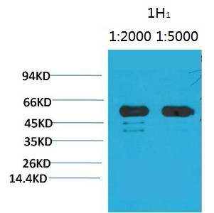 Rubisco Large Chain Monoclonal Antibody1H1