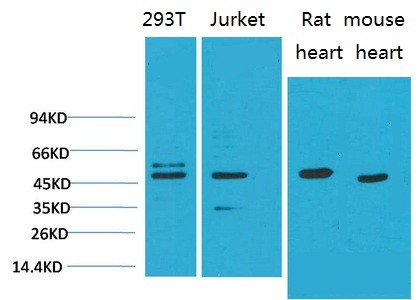 Smad3 Monoclonal Antibody8B5