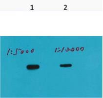 HSV-Tag Monoclonal AntibodyQ72