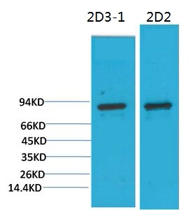 PI3 Kinase P85α Monoclonal Antibody2D2